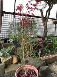 紅葉の植え替え時期について 鉢植えの紅葉を庭に地植えしよ Yahoo 知恵袋