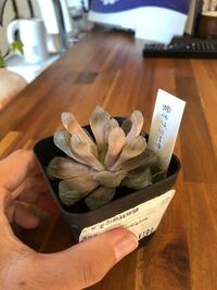 近所のjaマートで売っていて つい買ってしまったのですが これは本当に紫 Yahoo 知恵袋