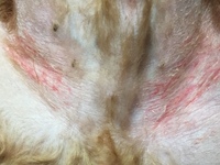犬のトリミングでバリカン負けすることって よくあることなのでしょうか Yahoo 知恵袋