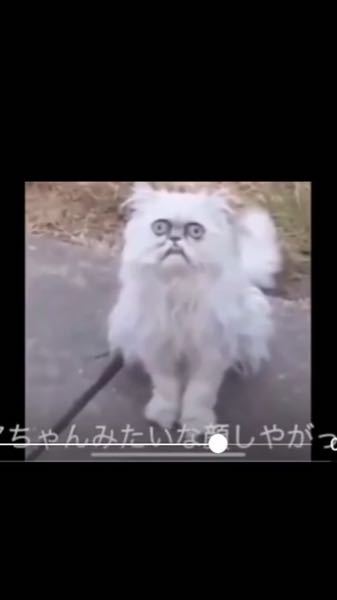 画像あり》《微観覧注意》本当にこんな顔した猫っていると思いま 