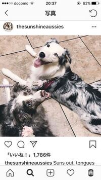 丸山桂里奈さんのワンちゃんの犬種はなんですか ミックスですか ミ Yahoo 知恵袋