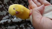 ピンク色のセキセイインコはいるのですか ノーマルのセキセイインコの羽の Yahoo 知恵袋
