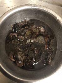 釣りにいったのですが こんな蟹が釣れました たべられるのでしょう Yahoo 知恵袋