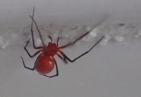 この赤いクモの名前を教えてください 沖縄本島で見つけました 微小な Yahoo 知恵袋