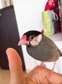 文鳥の嘴に白い傷みたいなものができました 治りますか Yahoo 知恵袋