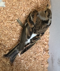 この鳥はなんていう鳥ですか 教えてください 大きさはスズメくらいです Yahoo 知恵袋