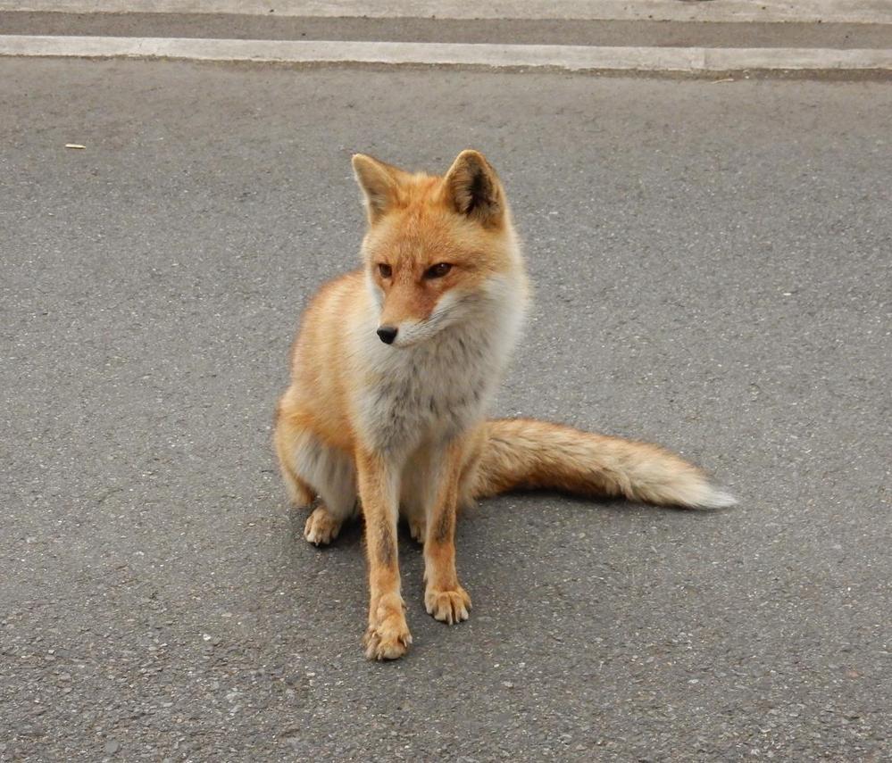 ペットにキツネ飼いたいですか 犬に似てます 懐くでしょね Yahoo 知恵袋