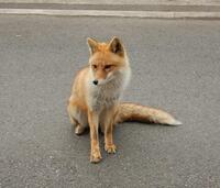 狐や狸は自宅で飼ってもいいのですか 前の方お答えの通り 輸入した Yahoo 知恵袋