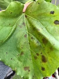 ウンベラータの葉が 斑点みたいなのができていて葉に広がってきています Yahoo 知恵袋