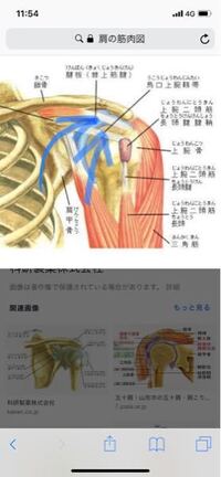 自分より かなり細い人に腕相撲で負けてしまいました 腕相撲に Yahoo 知恵袋