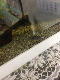 コリドラスは時々 エラから食べたものを出したりしますか Yahoo 知恵袋