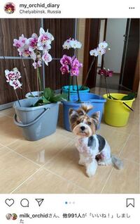 胡蝶蘭の葉水のあげ方などについてお願いいたしますスプレーで葉水だけあげ Yahoo 知恵袋