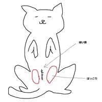猫のぽっこりお腹について質問です ９ヶ月のメス猫を飼っています ３ヶ月前 Yahoo 知恵袋