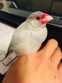 シルバー文鳥さんについて 質問失礼します 現在飼っているシルバー文鳥で Yahoo 知恵袋