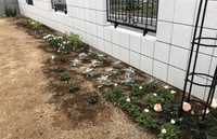 真砂土の庭に花壇を作りたいのですが 真砂土とホームセンターで買った 野菜と花の Yahoo 知恵袋