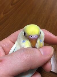 鳥ちゃん セキセイインコ を2匹飼っていますが よく私の爪を剥がそうと Yahoo 知恵袋