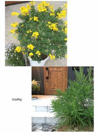 去年の春にエニシダを購入し 庭に植えました 地植えです Yahoo 知恵袋
