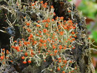 コケ植物やシダ植物は花をつけない植物ですか 花はつけません 胞子で仲 Yahoo 知恵袋