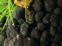 水槽底面に小さな小さな虫 ミジンコ みたいなのが発生しました 現在 1 Yahoo 知恵袋