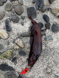 釣り初心者です 先週穴釣りをして写真のサイズのカサゴ を何匹か釣 Yahoo 知恵袋