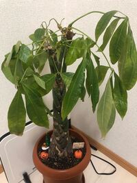 18年８月に購入した3本編みのパキラが 買った時は葉っぱがたくさ Yahoo 知恵袋