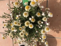 花かんざしは毎年咲くものなんですか 玄関に小さい花壇を作って花かんざしとコ Yahoo 知恵袋