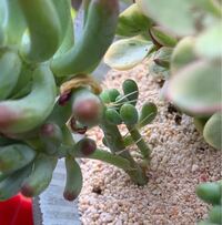 雑貨屋で多肉植物を買っいました 鉢は穴もあいておらず 土ではなく Yahoo 知恵袋