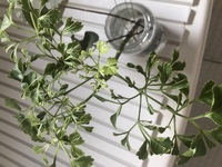 花束のかすみ草って土に挿したら根っこはえますか カスミソウには宿 Yahoo 知恵袋