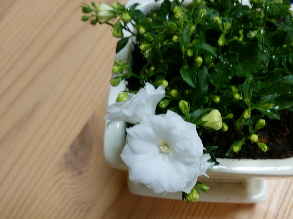 白いタクアンの名前を教えて下さい。 - 白いタクアンの名前を教えて 