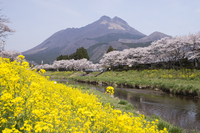 湯布院 例年の桜開花は この写真を撮りたくて 3 31日に湯布 Yahoo 知恵袋