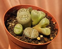 多肉植物のリトープス植替え時期について教えていただけますか Yahoo 知恵袋