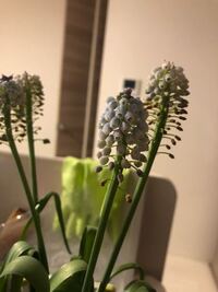 ムスカリの育て方で花が枯れたら根元から茎を切るとかかれていますが Yahoo 知恵袋