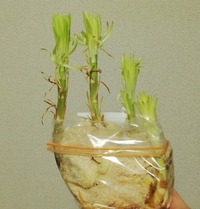 幸福の木 の葉の張りがなくなってきました どうすればいいでし Yahoo 知恵袋