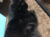 猫の毛並みが悪いような気がするのですが 考えられる原因って何な Yahoo 知恵袋
