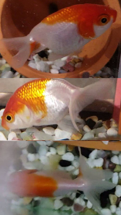 ミックスらんちゅう(らんちゅうの形の金魚の掛け合わせ？)が売っていた