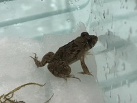 カエルは水中だけで生活できるのでしょうか アマガエル Yahoo 知恵袋