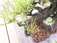 寒冷地でのバラの冬剪定 用土替えに付いて 我が家のバラはほとんどが鉢植えで Yahoo 知恵袋
