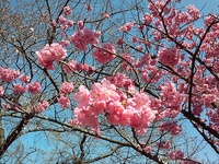 散る桜残る桜も散る桜とはどのような意味ですか 等しくや Yahoo 知恵袋