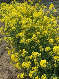 花がさいたチンゲンサイは チンゲンサイの収穫が遅れ 黄色い Yahoo 知恵袋