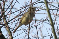 野鳥ですが許可書だしてうぐいす飼いたいんですがうぐいすって野鳥だからペットショ Yahoo 知恵袋