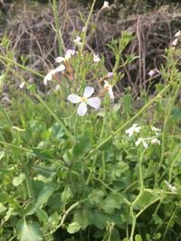 英語でハマダイコンって何て言うんですか 花名ハマダイコン英名raphan Yahoo 知恵袋