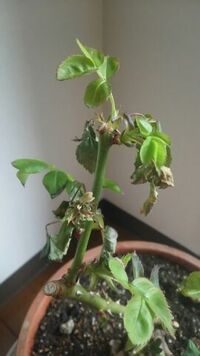 バラの新芽が出ないのですが もうダメってことでしょうか 毎年咲いていた Yahoo 知恵袋