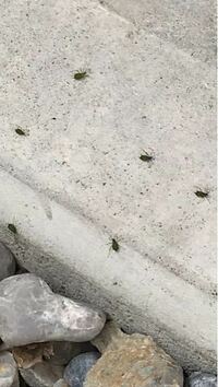 家の外のコンクリート部分に緑色の小さな虫が大量発生しました 教えて 住まいの先生 Yahoo 不動産
