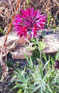 ドイツの国花 ヤグルマギクのドイツ語訳 カタカナ読みを教えてください よろ Yahoo 知恵袋