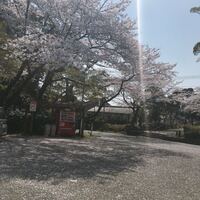 この写真の白い線は何でしょうか 1年前の花見の時の写真を見返してい Yahoo 知恵袋