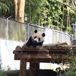 パンダって熊みたいに凶暴ですか 野生のパンダや動物園にいるパンダ Yahoo 知恵袋