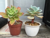 多肉植物初心者です カット苗の発芽について こんにちは 多肉植物 Yahoo 知恵袋