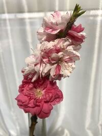 桜の木の件でお願いします 木の幹や枝などが白く粉が噴いたような Yahoo 知恵袋