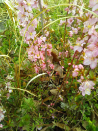 近所に地面から桜の花のようなものが生えていました これは桜 Yahoo 知恵袋