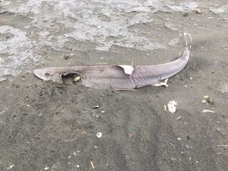 今朝久しぶりに江ノ島の浜辺を散歩していたらサメの死骸をみつけま Yahoo 知恵袋